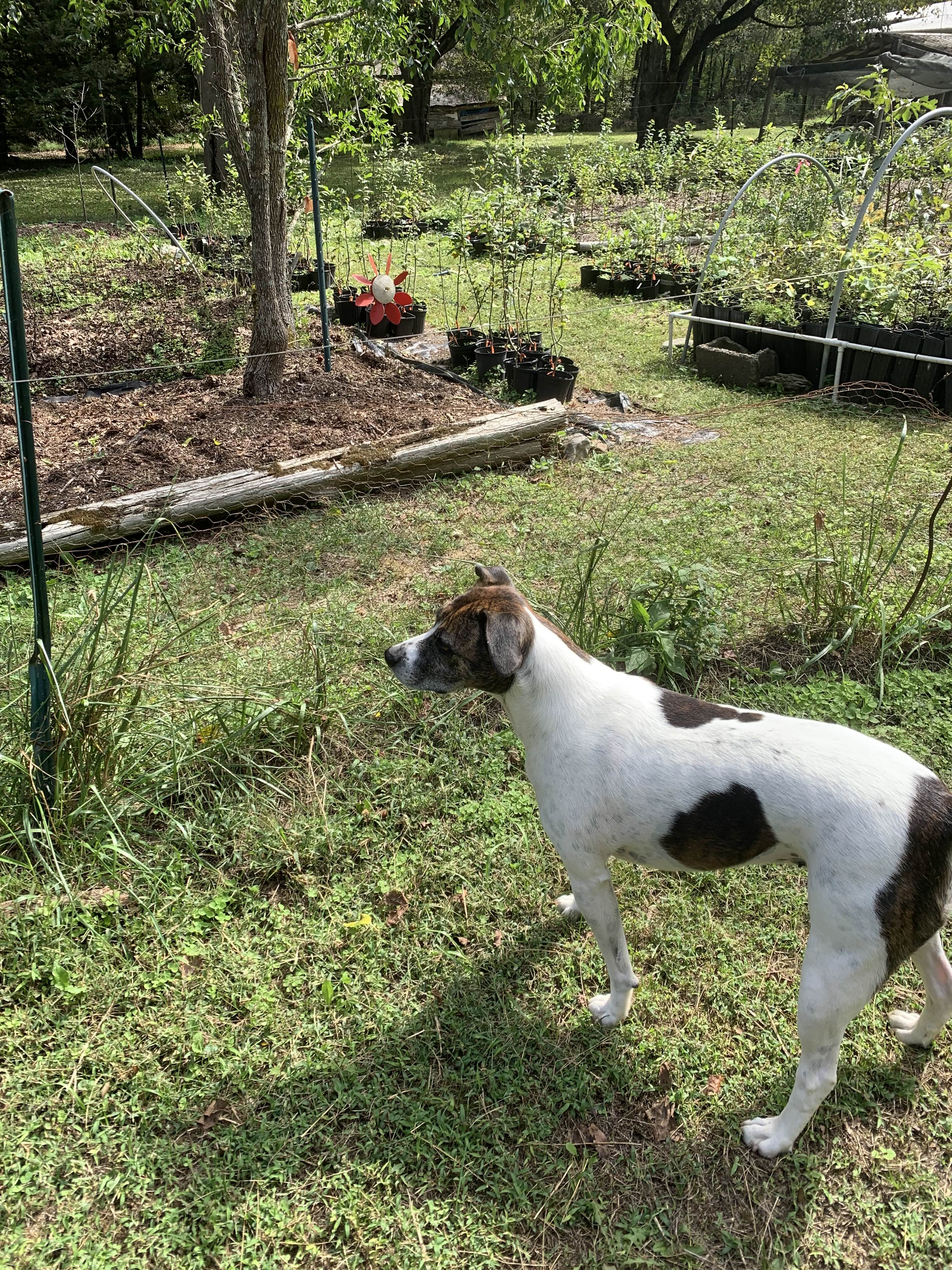 A dearly beloved dog.