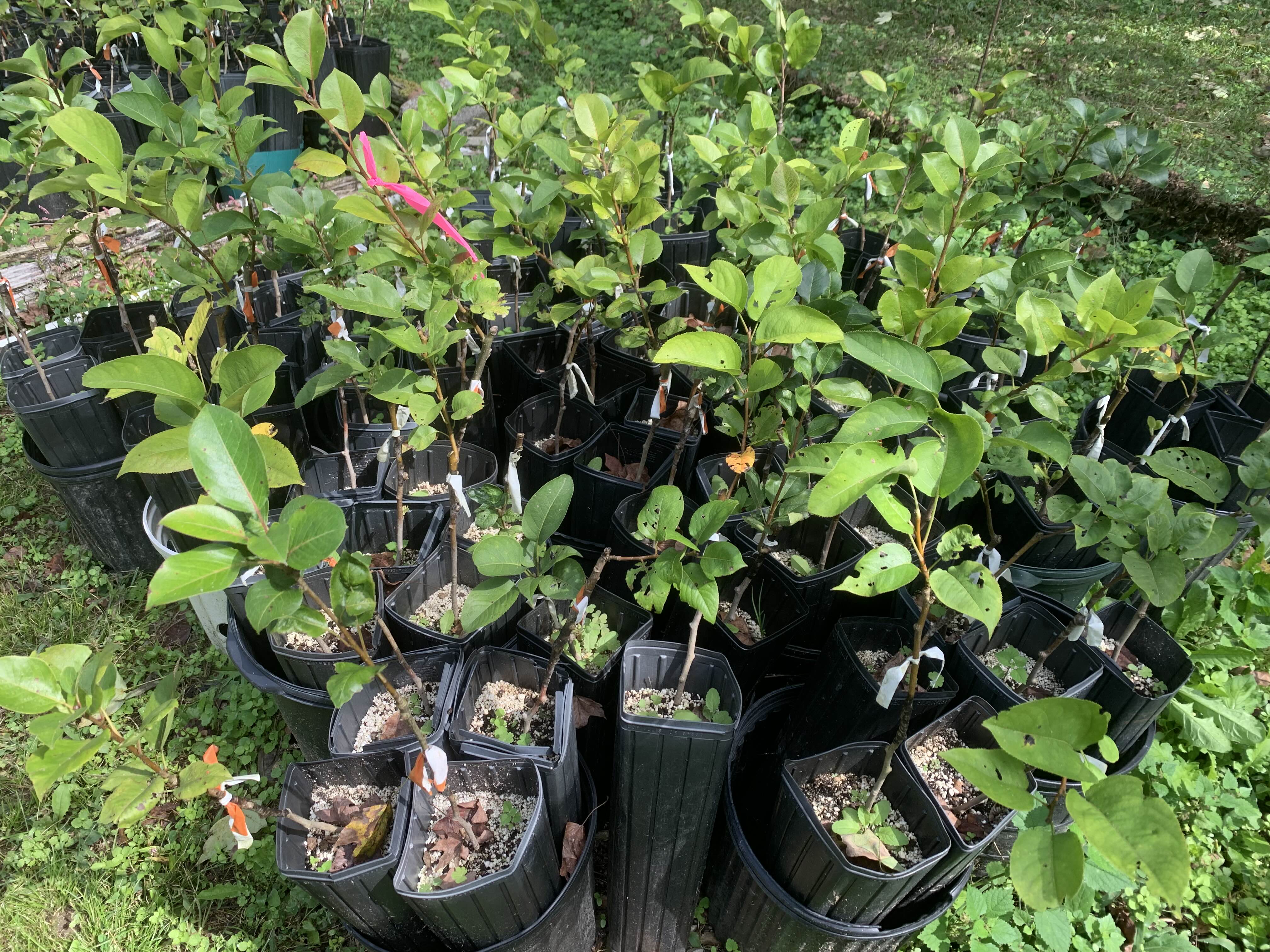 A photo of growing plants at the nursery.